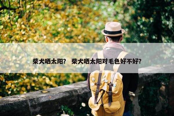 柴犬晒太阳？ 柴犬晒太阳对毛色好不好？