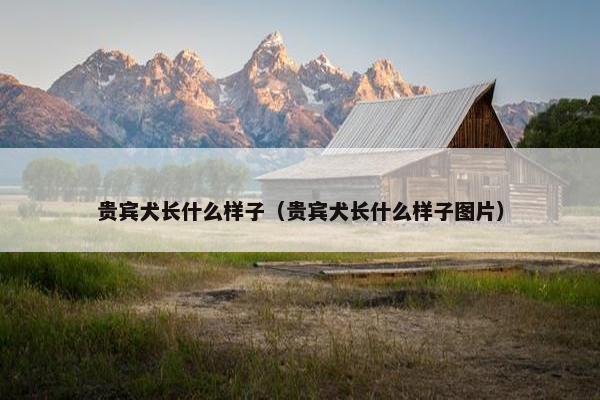 贵宾犬长什么样子（贵宾犬长什么样子图片）