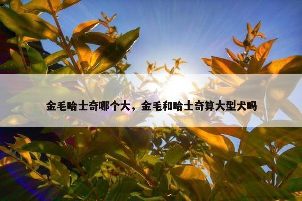 金毛哈士奇哪个大，金毛和哈士奇算大型犬吗