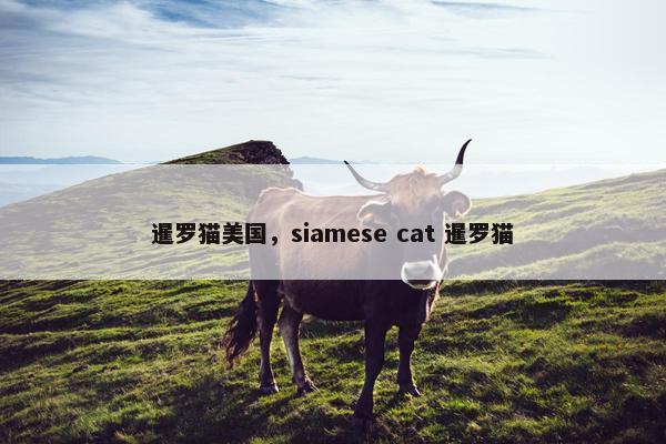 暹罗猫美国，siamese cat 暹罗猫