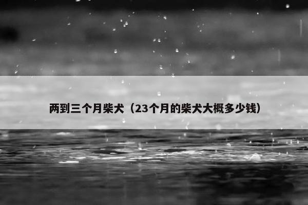 两到三个月柴犬（23个月的柴犬大概多少钱）