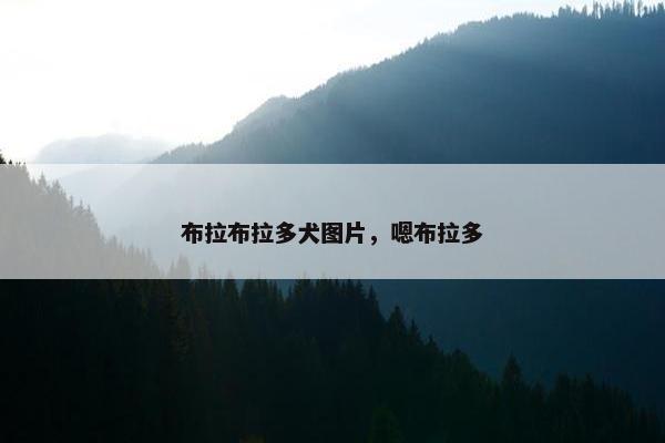 布拉布拉多犬图片，嗯布拉多