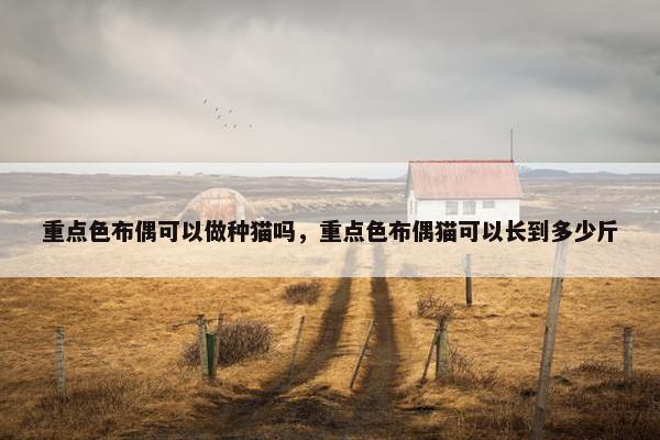 重点色布偶可以做种猫吗，重点色布偶猫可以长到多少斤