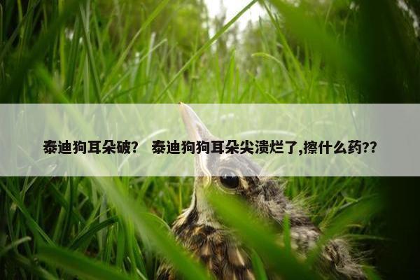 泰迪狗耳朵破？ 泰迪狗狗耳朵尖溃烂了,擦什么药?？