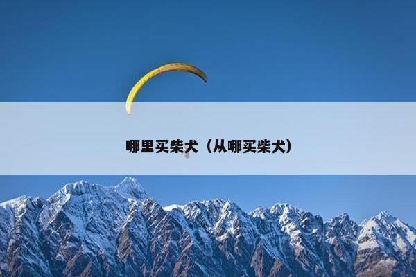 哪里买柴犬（从哪买柴犬）