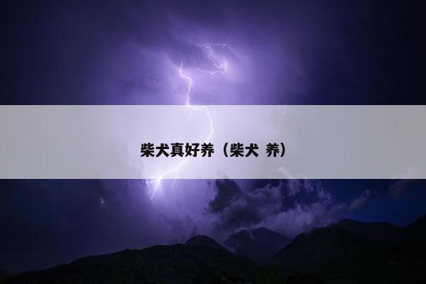 柴犬真好养（柴犬 养）