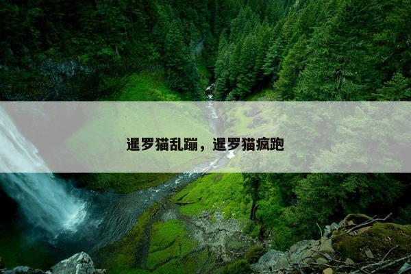 暹罗猫乱蹦，暹罗猫疯跑
