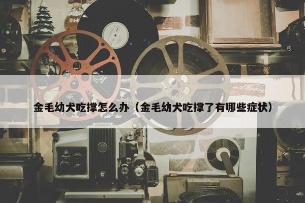 金毛幼犬吃撑怎么办（金毛幼犬吃撑了有哪些症状）
