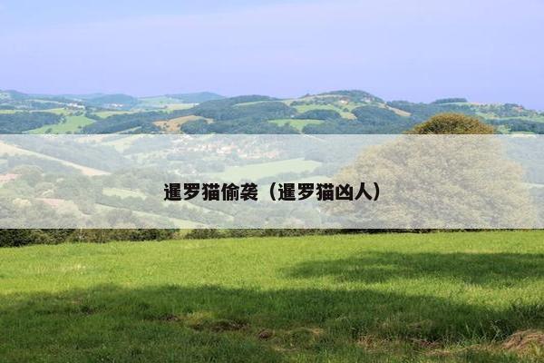 暹罗猫偷袭（暹罗猫凶人）