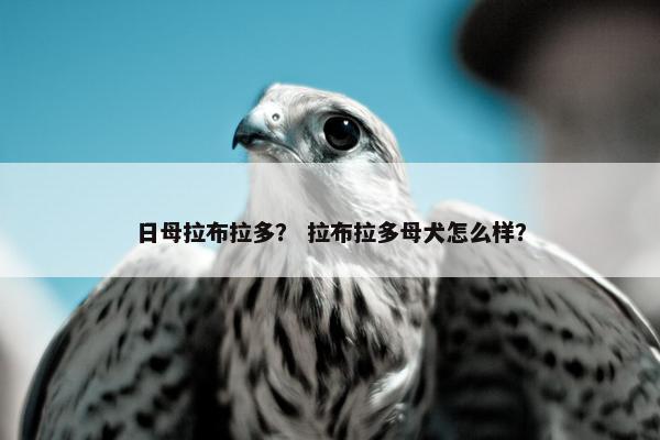 日母拉布拉多？ 拉布拉多母犬怎么样？