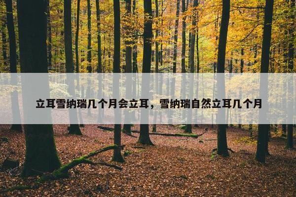 立耳雪纳瑞几个月会立耳，雪纳瑞自然立耳几个月