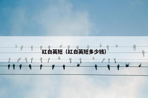 红白英短（红白英短多少钱）