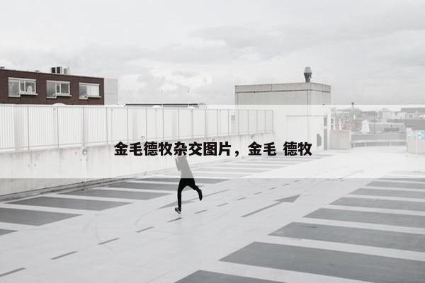 金毛德牧杂交图片，金毛 德牧