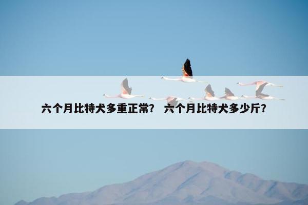六个月比特犬多重正常？ 六个月比特犬多少斤？