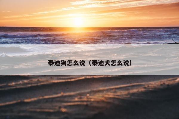 泰迪狗怎么说（泰迪犬怎么说）
