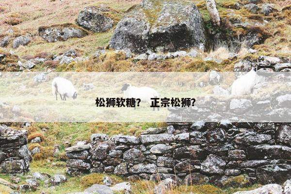松狮软糖？ 正宗松狮？