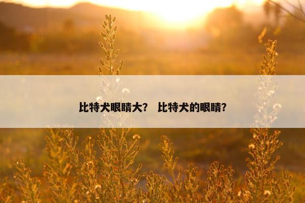 比特犬眼睛大？ 比特犬的眼睛？