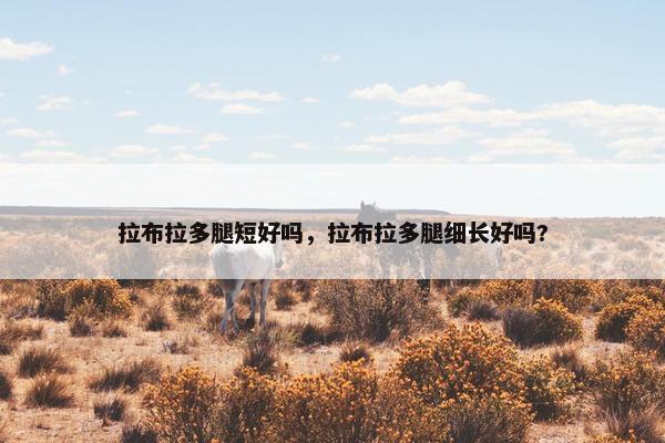 拉布拉多腿短好吗，拉布拉多腿细长好吗?