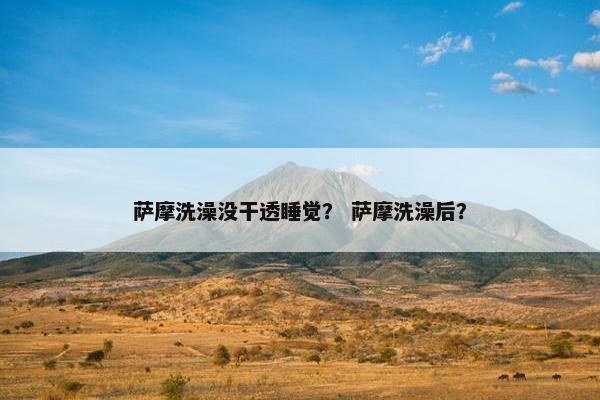 萨摩洗澡没干透睡觉？ 萨摩洗澡后？