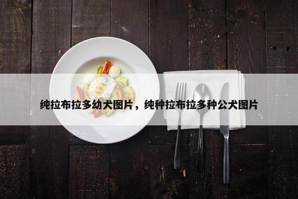 纯拉布拉多幼犬图片，纯种拉布拉多种公犬图片