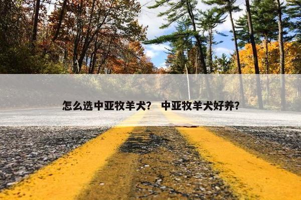 怎么选中亚牧羊犬？ 中亚牧羊犬好养？