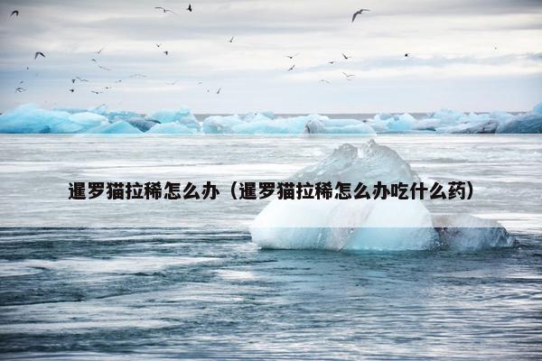 暹罗猫拉稀怎么办（暹罗猫拉稀怎么办吃什么药）