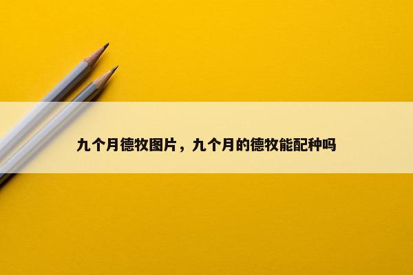 九个月德牧图片，九个月的德牧能配种吗
