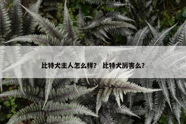 比特犬主人怎么样？ 比特犬厉害么？
