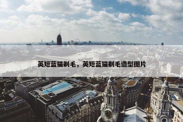 英短蓝猫剃毛，英短蓝猫剃毛造型图片