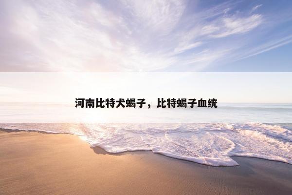 河南比特犬蝎子，比特蝎子血统