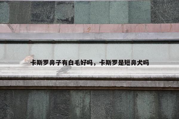 卡斯罗鼻子有白毛好吗，卡斯罗是短鼻犬吗