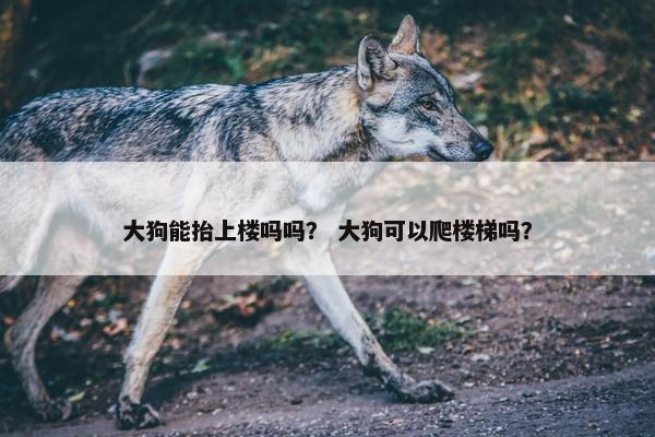 大狗能抬上楼吗吗？ 大狗可以爬楼梯吗？