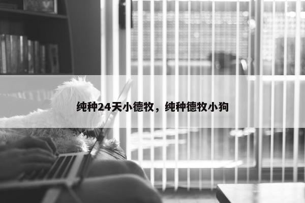 纯种24天小德牧，纯种德牧小狗