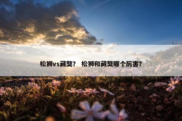 松狮vs藏獒？ 松狮和藏獒哪个厉害？