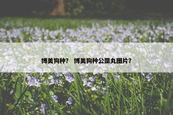 博美狗种？ 博美狗种公罡丸图片？