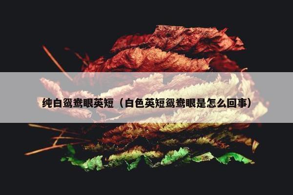 纯白鸳鸯眼英短（白色英短鸳鸯眼是怎么回事）