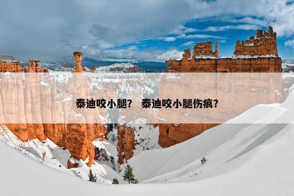 泰迪咬小腿？ 泰迪咬小腿伤痕？