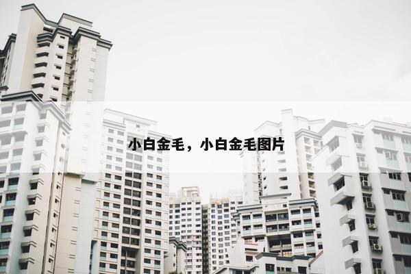 小白金毛，小白金毛图片