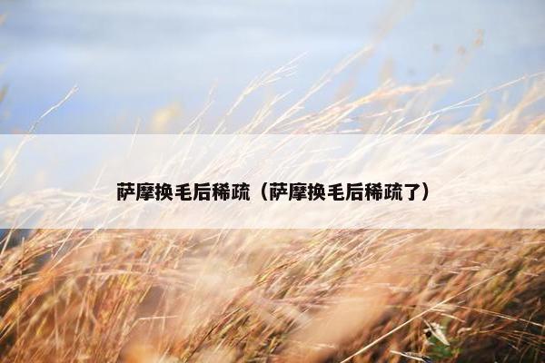 萨摩换毛后稀疏（萨摩换毛后稀疏了）