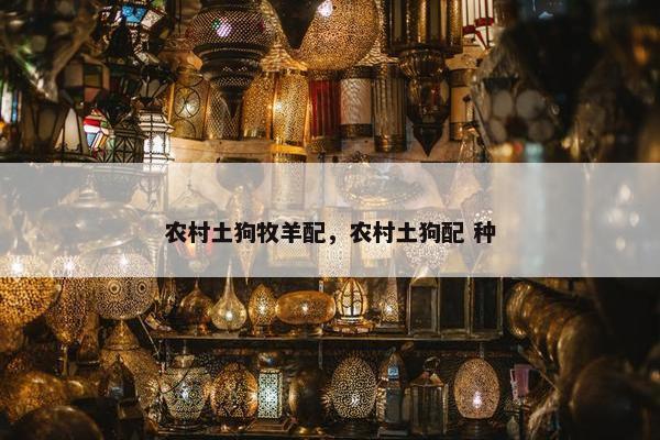 农村土狗牧羊配，农村土狗配 种