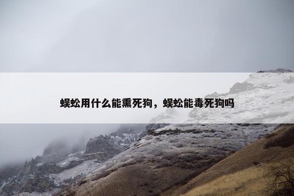公鸡