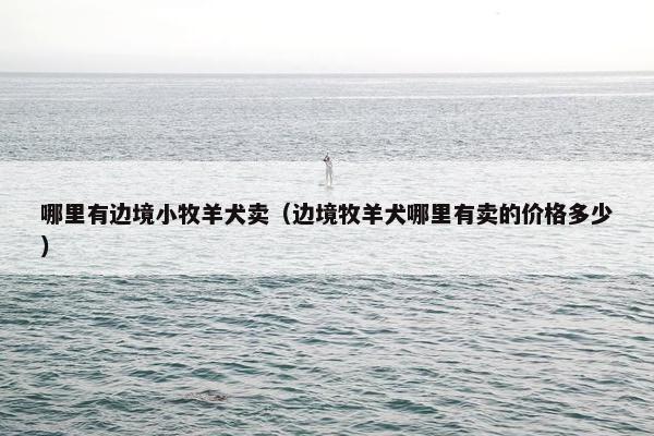 哪里有边境小牧羊犬卖（边境牧羊犬哪里有卖的价格多少）