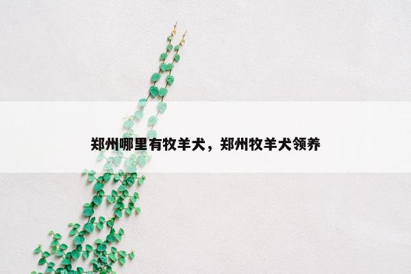 郑州哪里有牧羊犬，郑州牧羊犬领养