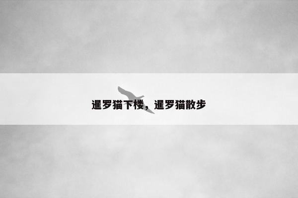 暹罗猫下楼，暹罗猫散步