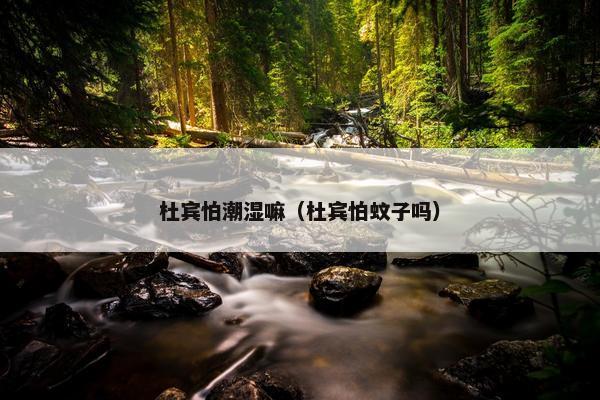 杜宾怕潮湿嘛（杜宾怕蚊子吗）