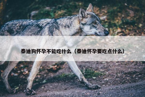 泰迪狗怀孕不能吃什么（泰迪怀孕要吃点什么）