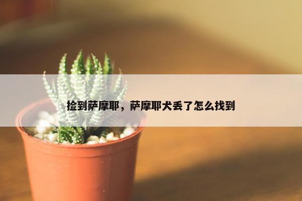 捡到萨摩耶，萨摩耶犬丢了怎么找到