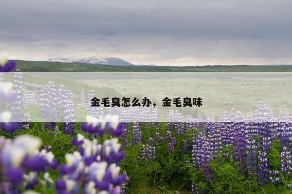 金毛臭怎么办，金毛臭味