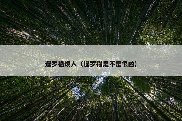 暹罗猫烦人（暹罗猫是不是很凶）