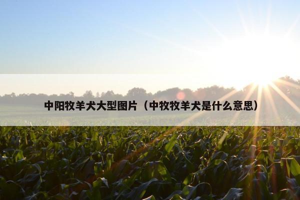 中阳牧羊犬大型图片（中牧牧羊犬是什么意思）